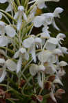 White fringed orchid